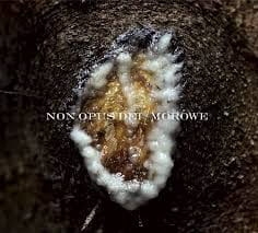 Non Opus Dei / Morowe ‎– Dziwki Dwie CD