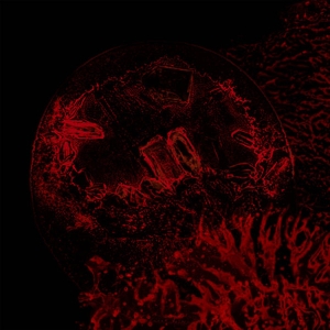 Impure Declaration - Of Veins, Tendons And Bones CD